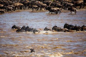 Wildebeest migrations Travel with us to Adventure with Safaris by Goodluck start here, United states of amarica beach holidays