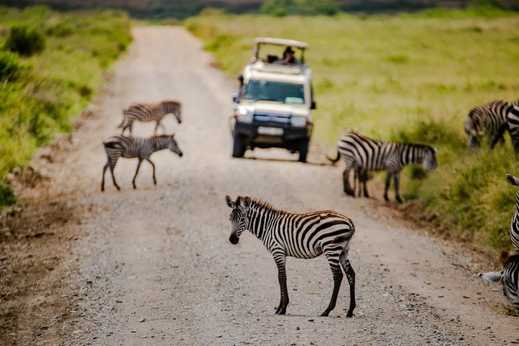 safaris